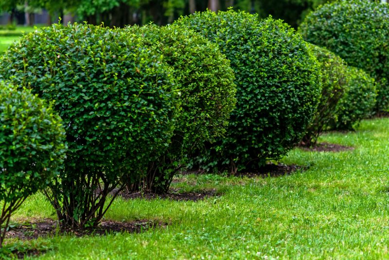 Healthy and Pruned Shrubs