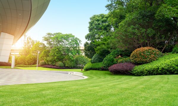 Cost of Commercial Shrub Trimming in Bryan