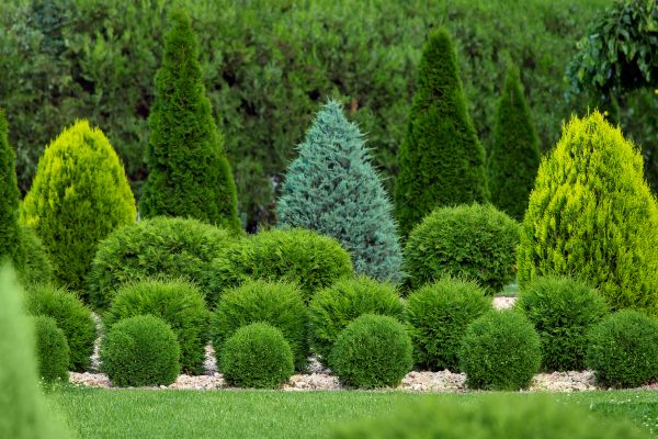 Cost of Bush Shaping Service in Bryan