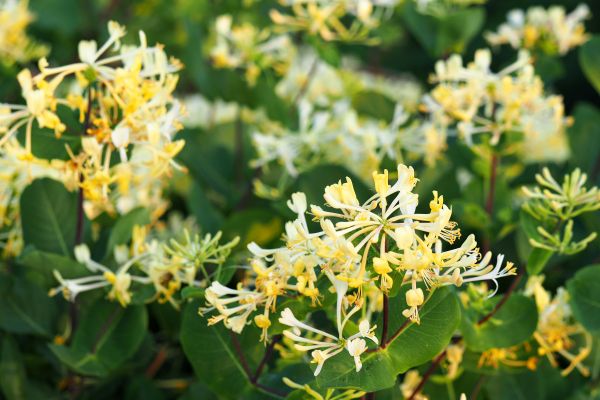 Cost of Honeysuckle Removal in Bryan