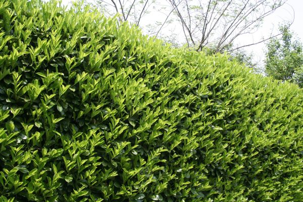 Cost of Laurel Removal in Bryan