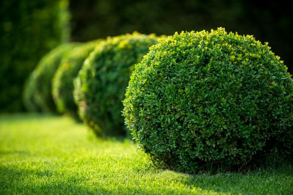 Cost of Bush Pruning in Bryan