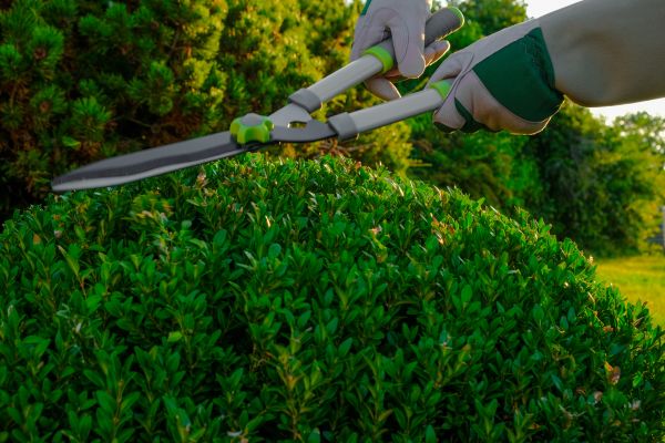 Cost of Topiary Shearing in Bryan