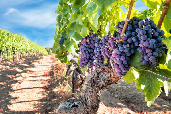Cost of Grapevine Pruning in Bryan