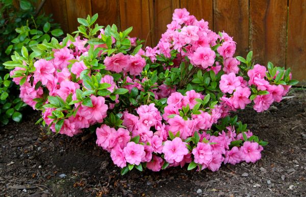 Cost of Azaleas Removal in Bryan