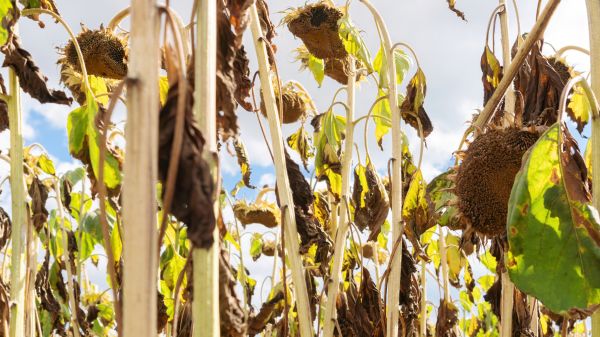 Cost of Dead Plant Removal in Bryan
