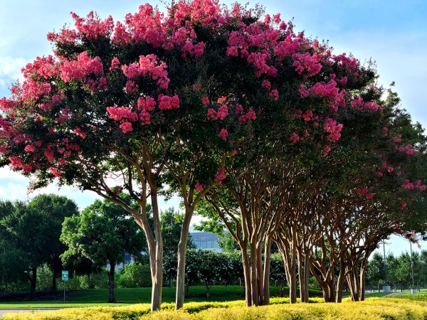 Cost of Crepe Myrtle Pruning in Bryan