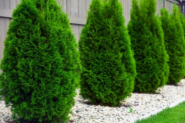 Cost of Arborvitae Removal in Bryan