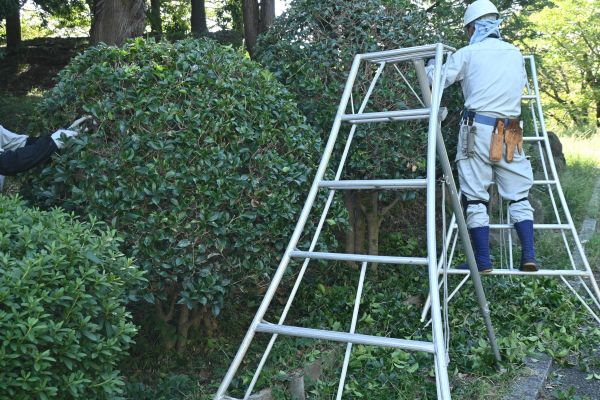 Cost of Holly Shaping in Bryan