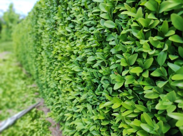 Cost of Boxwood Pruning in Bryan