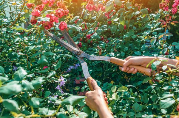Cost of Knockout Roses Pruning in Bryan