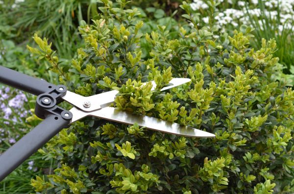 Cost of Boxwood Trimming in Bryan
