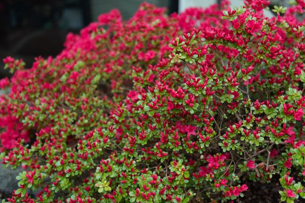 Cost of Weigela Removal Service in Bryan