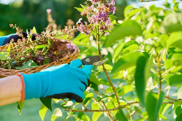 Cost of Lilac Trimming Service in Bryan