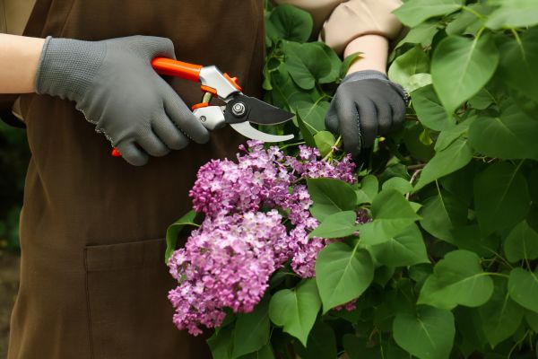 Cost of Lilac Pruning Service in Bryan