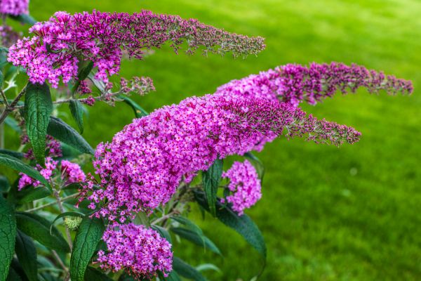 Cost of Butterfly Bush Removal in Bryan