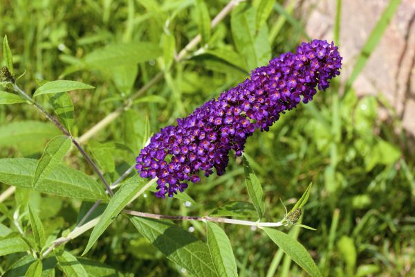 Cost of Butterfly Bush Pruning in Bryan