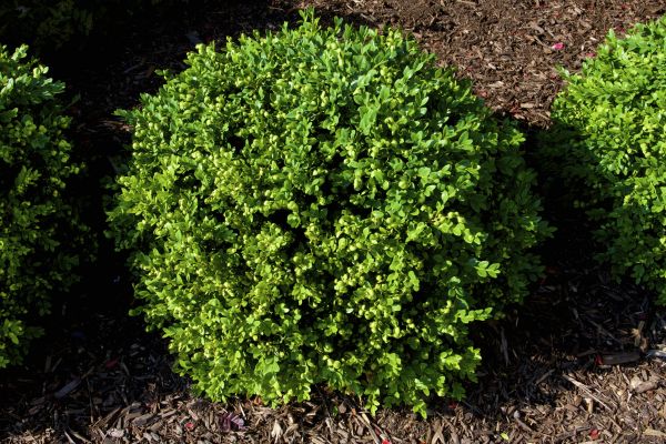 Cost of Boxwood Removal in Bryan