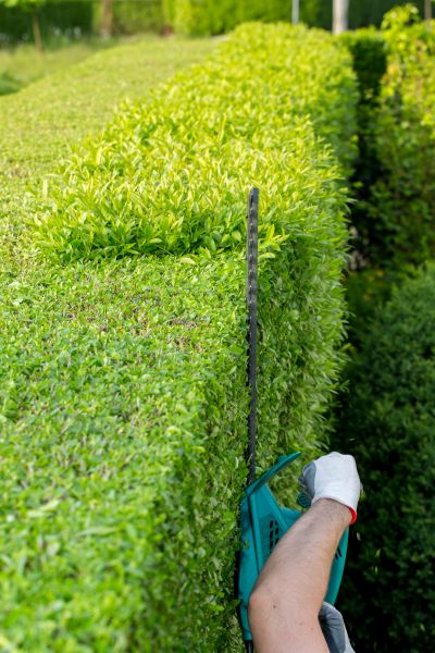 Cost of Hedge Trimming in Bryan